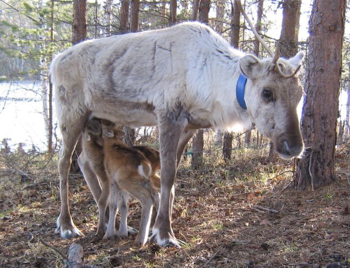 Boazojumežat. Govva: Aila Kumentola.