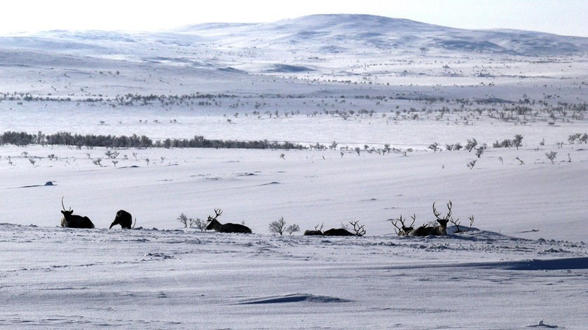 Bohccot dálvet duoddaris. Govva: Maaren Angeli.