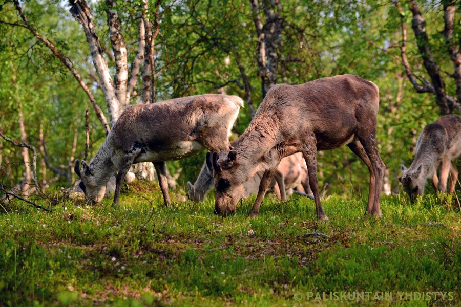 Bohccot Sálleváris geasset 2014. Govva: Aarre Jortikka