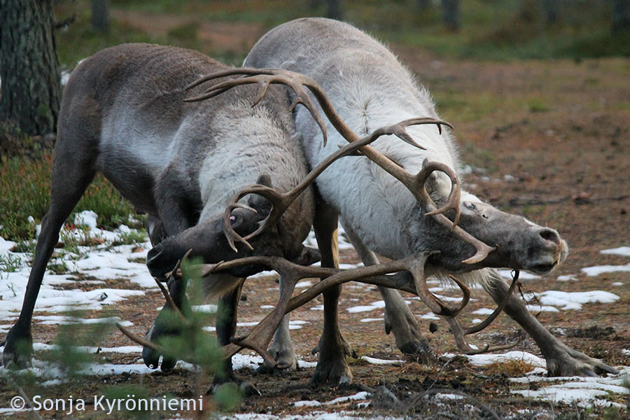 Sarvát čakčat. Govva jienastuvvui nubbin Badjeolmmoš-bláđi jagi 2015 govvagilvvus. Govva: Sonja Kyrönniemi