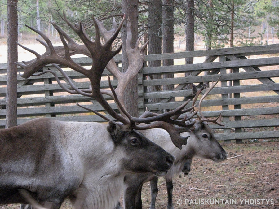 Sarvvis ja áldu čorvviinis čakčat. Govva: Kari Henttunen
