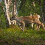 Merkitsemätön vasa eli 'peurakorva' matkalla kohti erotusaitaa.