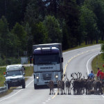 Poroja kuvaamaan ryntäävät matkailijat aiheuttavat vuosittain lukuisia vaaratilanteita.