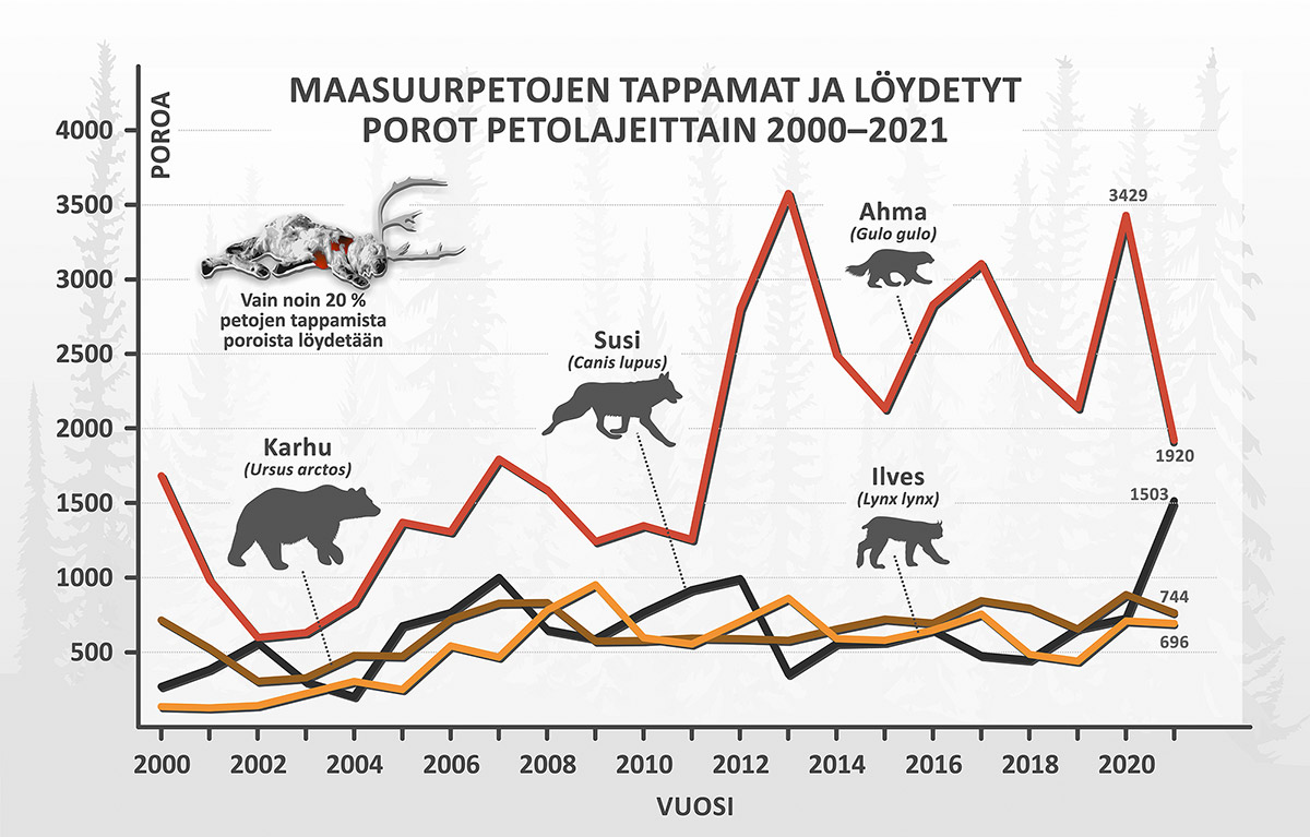 Maasuurpetojen tappamat ja löydetyt porot 2000-2021