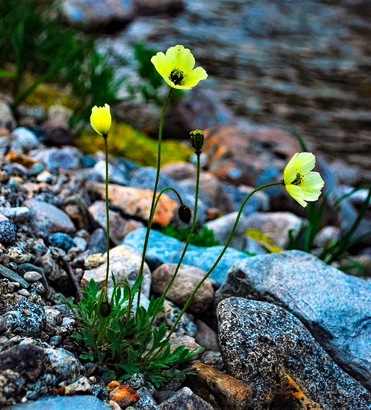 Tunturiunikko. Kuva: Lauri Oksanen.