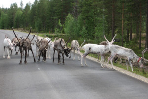 Reindeer on the road.
