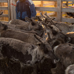 The calves in the earmarking fence. Image: Aarre Jortikka.
