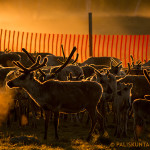 At midnight the temperature is near zero degrees. Image: Aarre Jortikka..