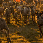 Reindeer calves in the earmarking fence. Image: Aarre Jortikka.
