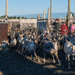 The last reindeer are brought to the churn early in the morning. Image: Aarre Jortikka.