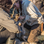 The calves have the owners’ earmarks. Image: Aarre Jortikka.