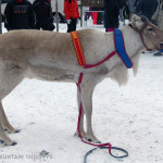 The Champion Ote 2015. Image. Anne Ollila.