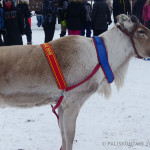 The Champion Ote 2015. Image. Anne Ollila.